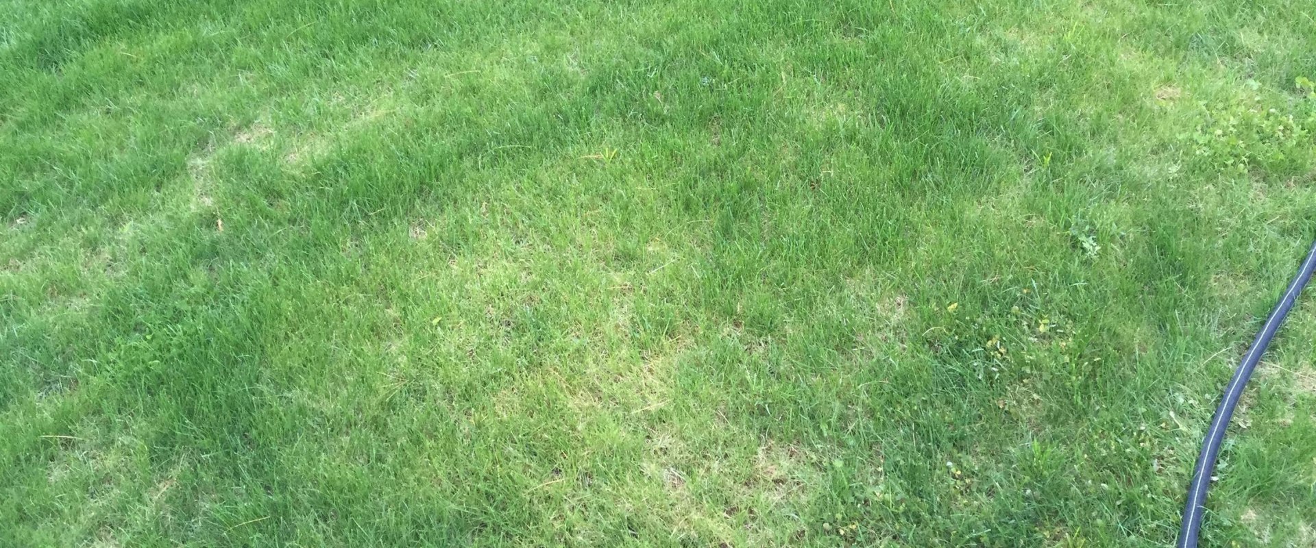 Does frequent mowing thicken grass?