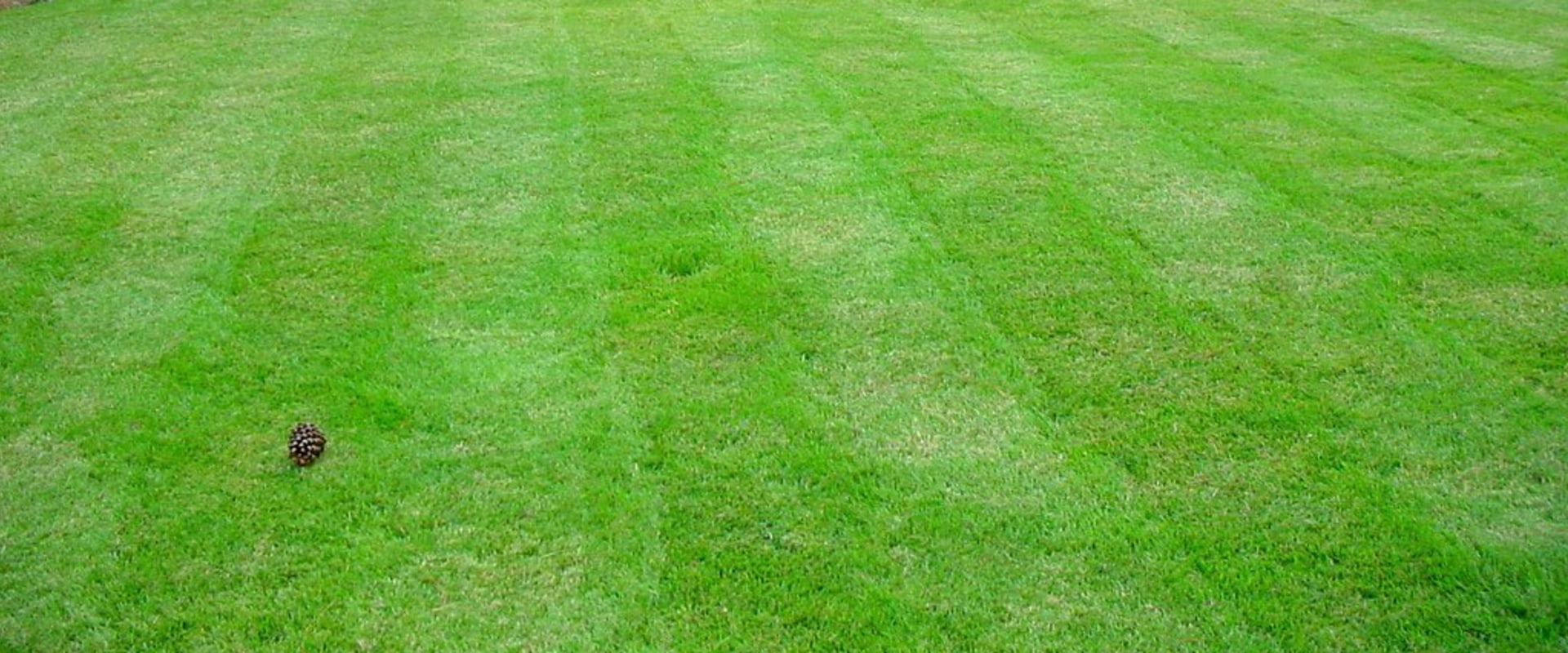 how-does-lawn-care-affect-the-environment